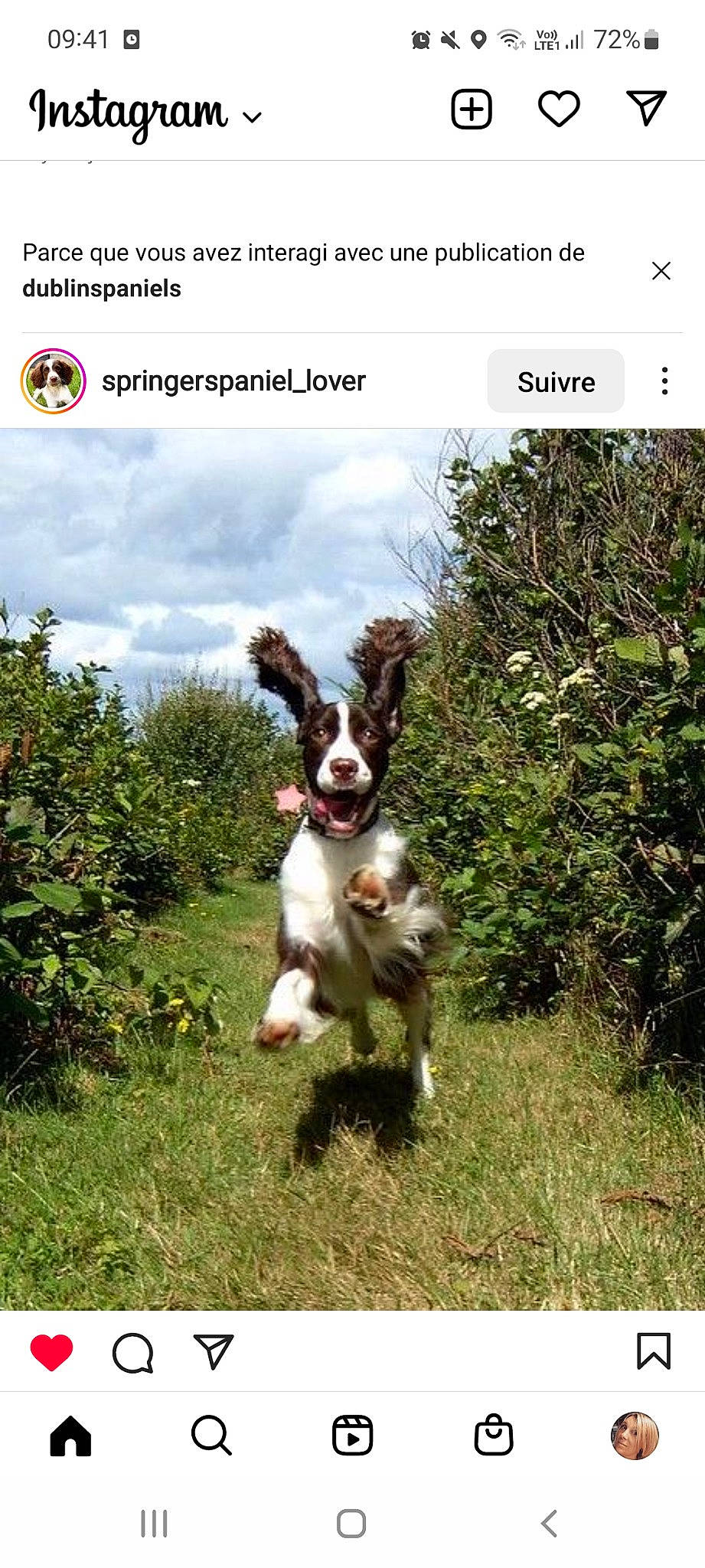 Igor a rejoint le concours — aidez-le/la à gagner de superbes lots ! adaptation, canidae, carnivore, cloud, companion_dog, dog, dog_breed, fawn, font, grass, grassland, landscape, natural_landscape, pasture, plant, sky, snout, sporting_group, terrestrial_plant, wildlife