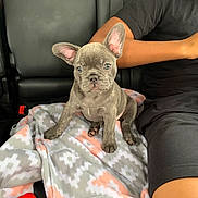Shiloh joined the competition — help win amazing prizes! animal, black_clothing, blanket, car, cute, dog, ears, french_bulldog, human, indoor, patterned_blanket, person, pet, photography, portrait, puppy, short_fur, sitting, vehicle, wrinkles