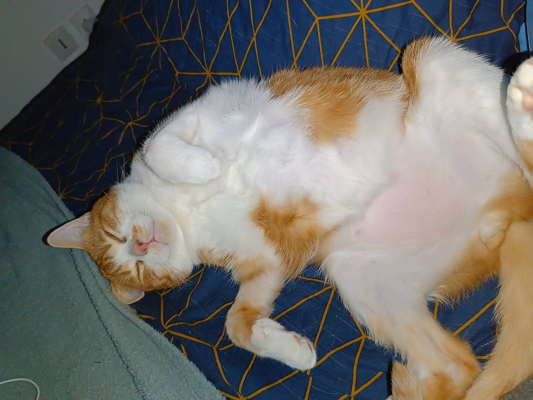 Osaka a rejoint le concours — aidez-le/la à gagner de superbes lots ! animal_shelter, cage, carnivore, cat, claw, comfort, domestic_short_haired_cat, fawn, felidae, fur, nap, paw, small_to_medium_sized_cats, snout, tail, terrestrial_animal, whiskers