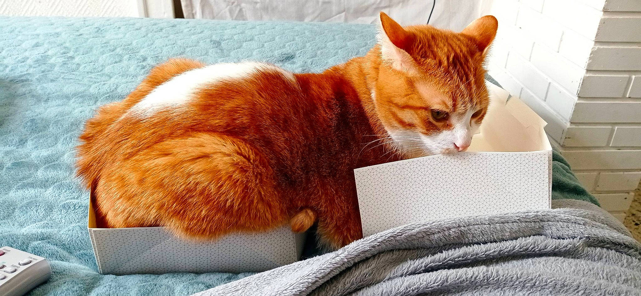 Osaka participe au concours pour gagner de l'argent avec cette photo : carnivore, cat, cat_supply, claw, comfort, domestic_short_haired_cat, fawn, felidae, fur, linens, paw, sitting, small_to_medium_sized_cats, snout, tail, terrestrial_animal, tree, whiskers, window, wood