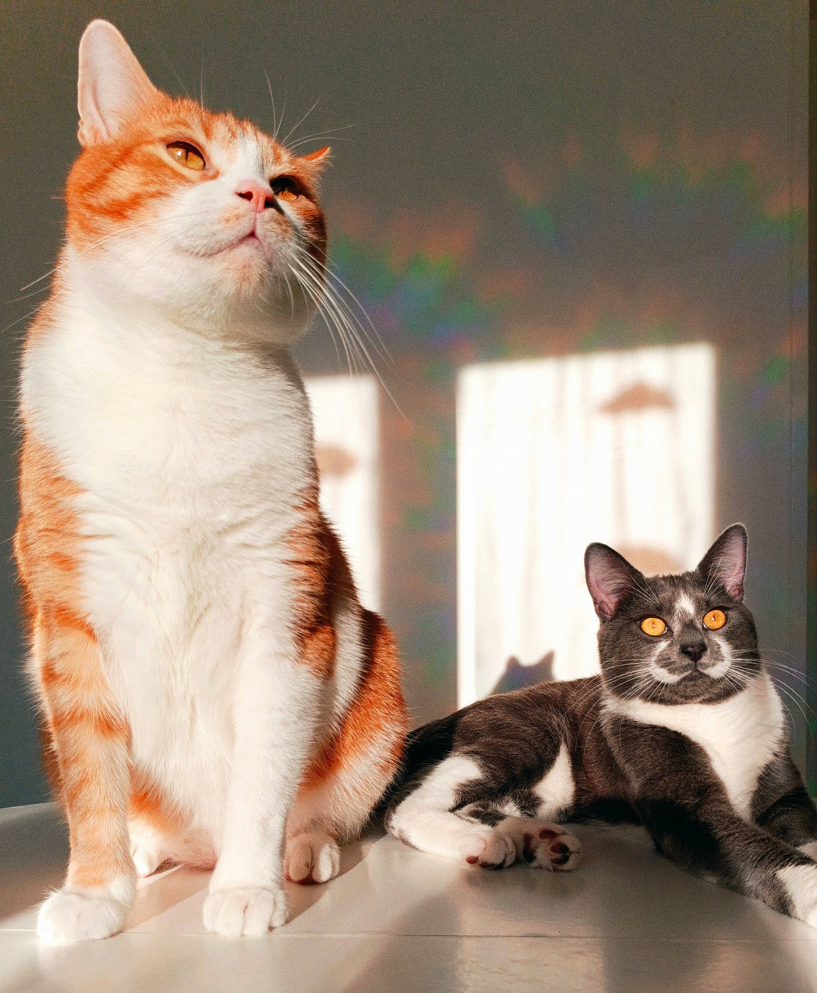 Osaka a rejoint le concours — aidez-le/la à gagner de superbes lots ! carnivore, cat, domestic_short_haired_cat, felidae, fur, paw, photo_caption, sitting, small_to_medium_sized_cats, snout, tail, whiskers, window