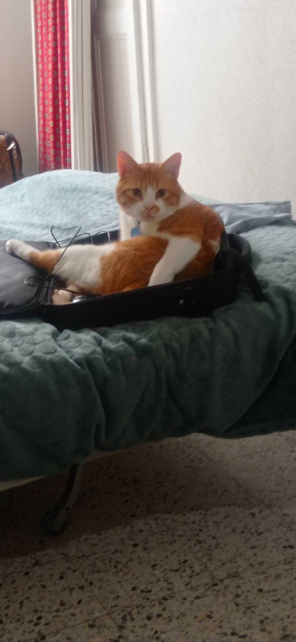 Osaka participe au concours pour gagner de l'argent avec cette photo : bed, bedding, canidae, carnivore, cat, comfort, domestic_short_haired_cat, fawn, felidae, fur, hardwood, human_leg, linens, paw, room, small_to_medium_sized_cats, snout, tail, whiskers, wood