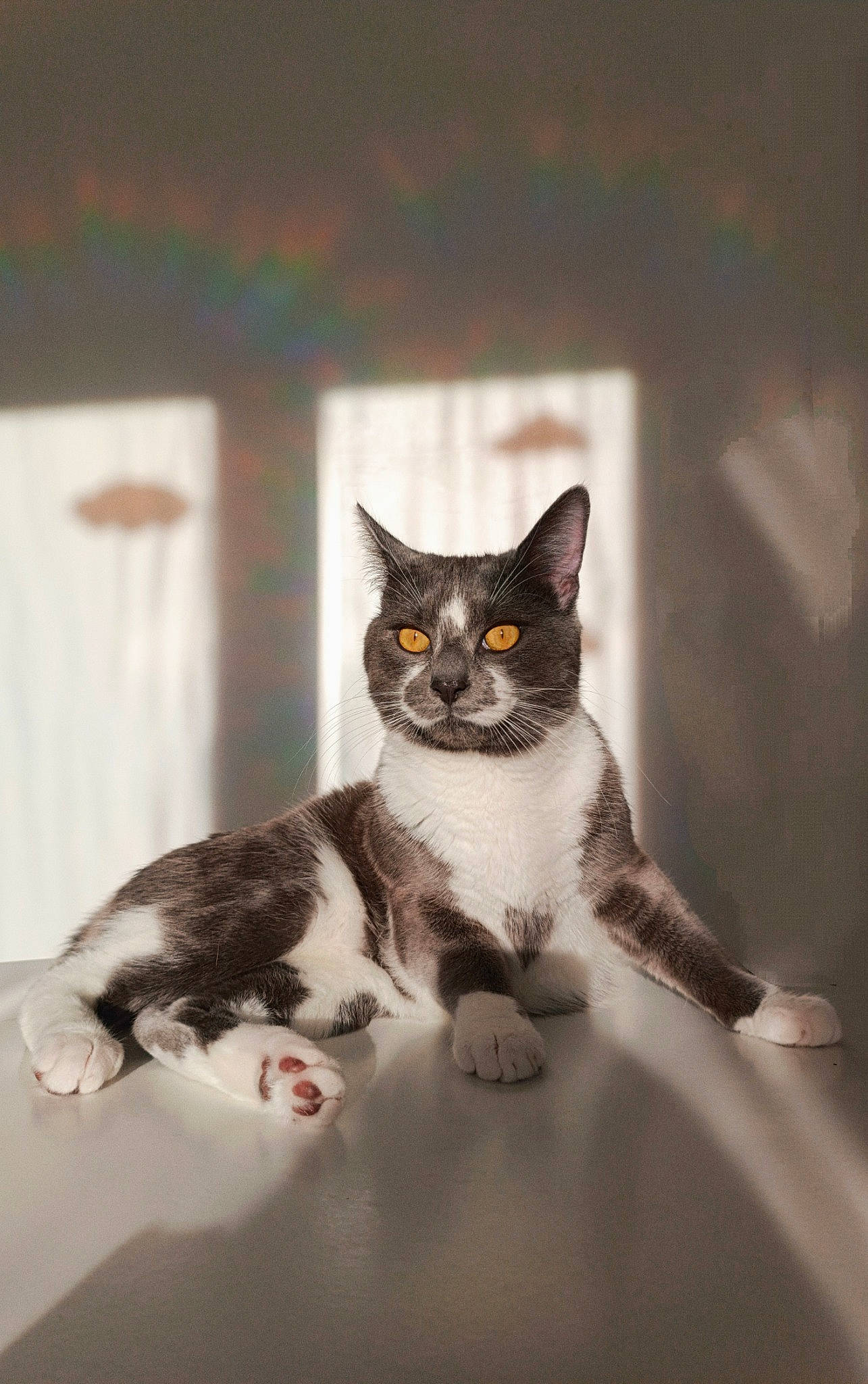 TaÏ participe au concours pour gagner de l'argent avec cette photo : carnivore, cat, domestic_short_haired_cat, felidae, formal_wear, fur, human_body, monochrome, monochrome_photography, moustache, sitting, small_to_medium_sized_cats, snout, tail, tree, whiskers