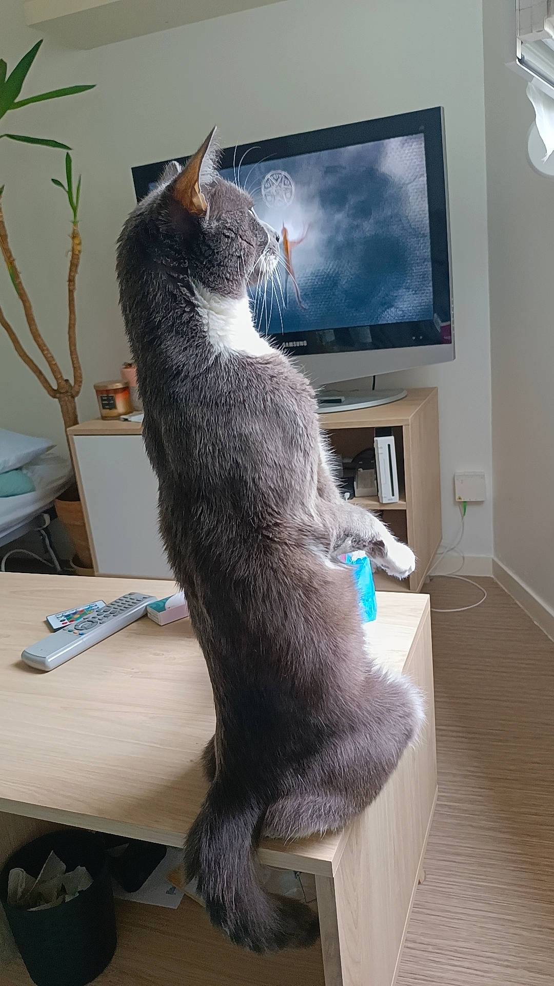 TaÏ a rejoint le concours — aidez-le/la à gagner de superbes lots ! carnivore, cat, comfort, couch, display_device, domestic_short_haired_cat, felidae, flooring, fur, furniture, grey, hardwood, picture_frame, room, small_to_medium_sized_cats, table, tail, television, whiskers, window