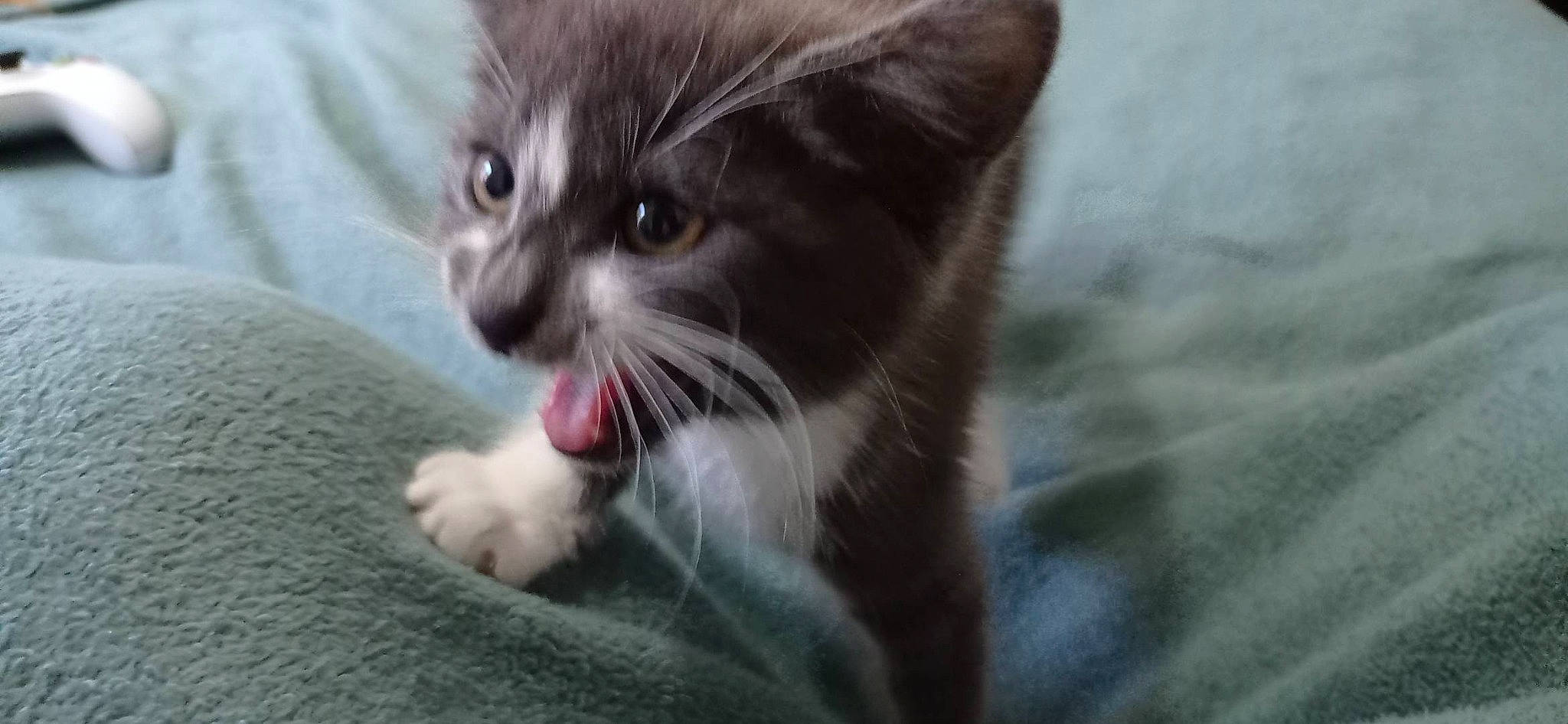 TaÏ participe au concours pour gagner de l'argent avec cette photo : carnivore, cat, domestic_short_haired_cat, felidae, fur, paw, small_to_medium_sized_cats, snout, terrestrial_animal, whiskers