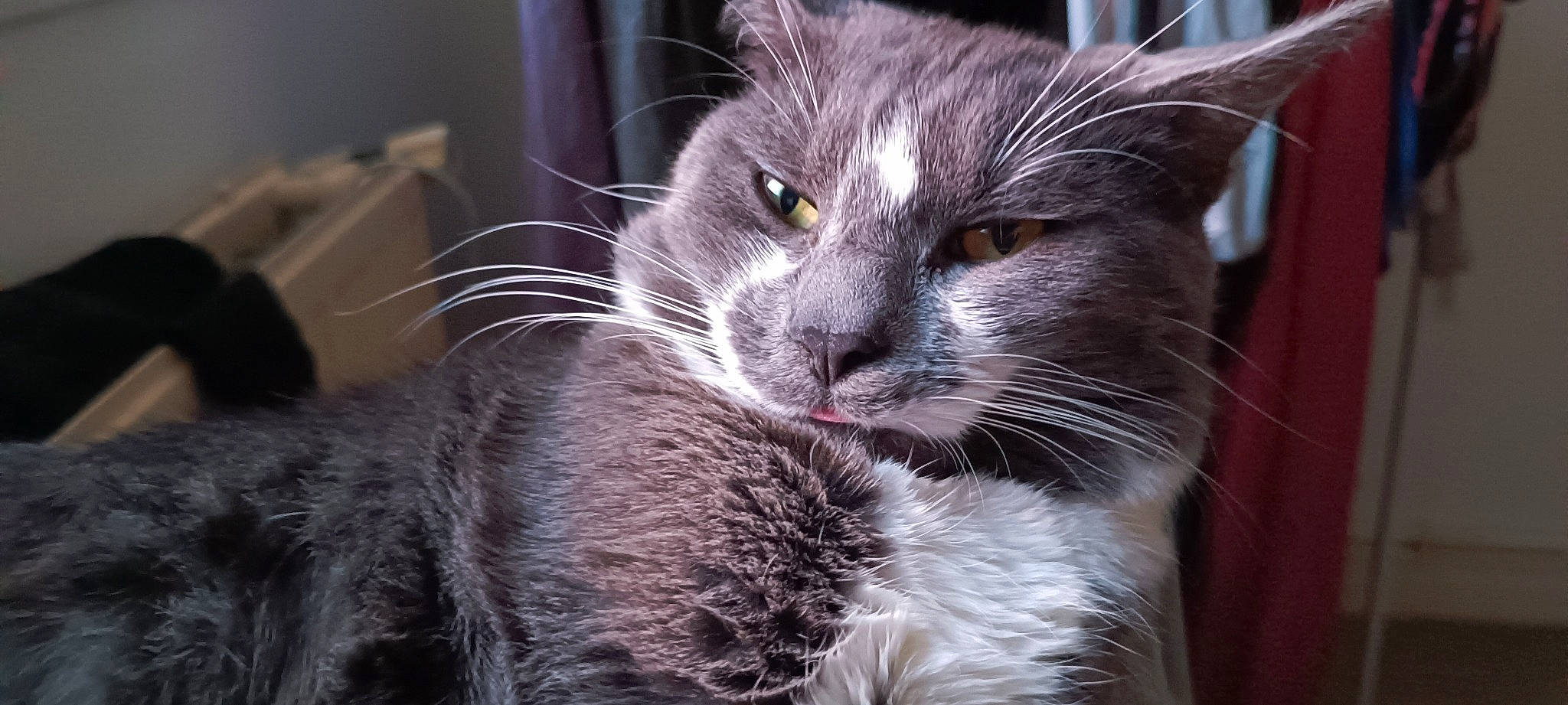 TaÏ participe au concours pour gagner de l'argent avec cette photo : carnivore, cat, claw, close_up, domestic_short_haired_cat, felidae, fur, grey, paw, small_to_medium_sized_cats, snout, terrestrial_animal, whiskers, window