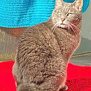 Arrow a rejoint le concours — aidez-le/la à gagner de superbes lots ! cat, gray_cat, feline, pet, animal, fur, whiskers, tail, red_blanket, blue_towel, indoor, looking_back, sitting, closeup, texture, domestic_cat, curious, soft_fur, mammal, relaxed