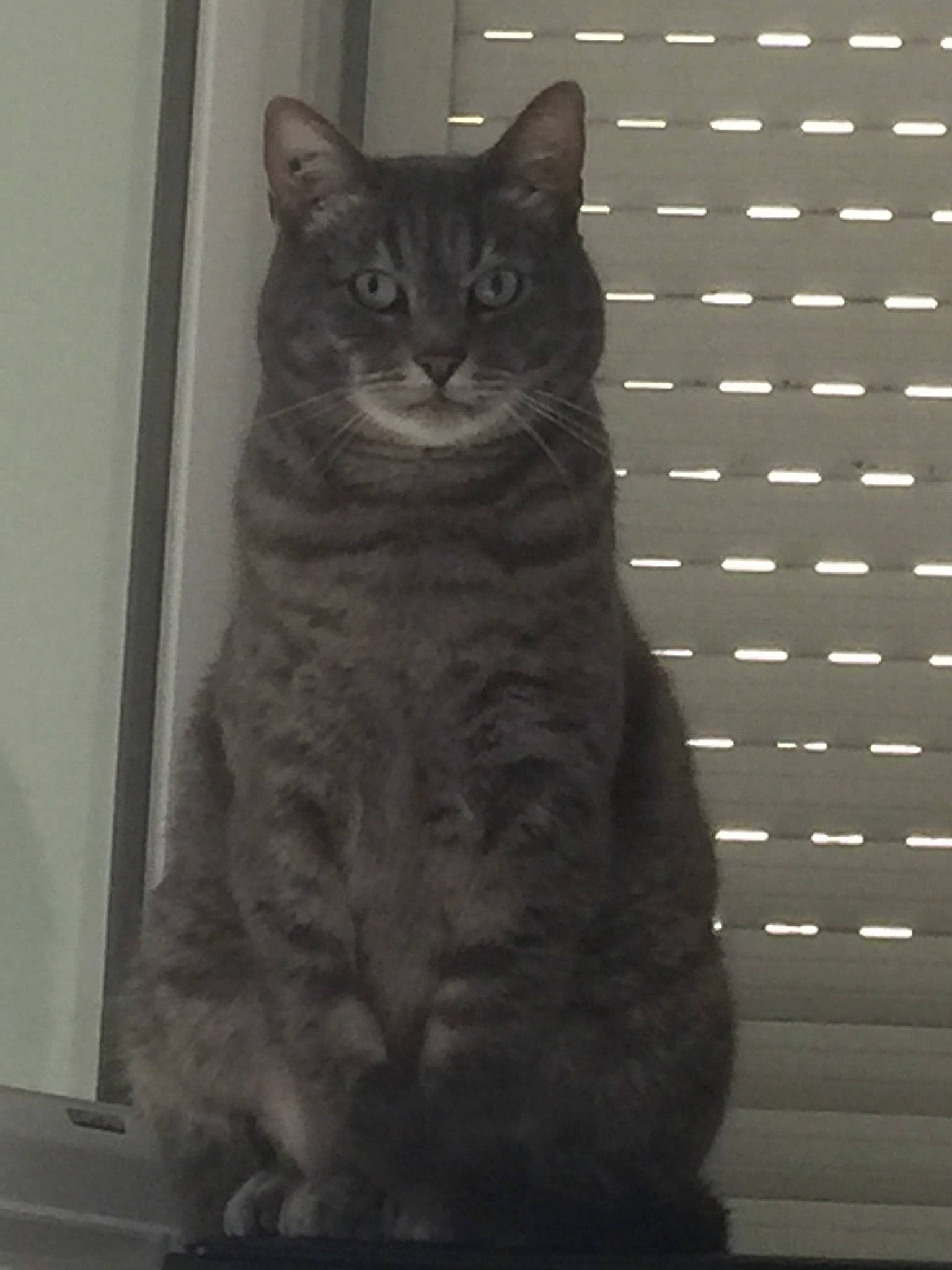 Arrow participe au concours pour gagner de l'argent avec cette photo : asian, black_cat, british_semi_longhair, british_shorthair, california_spangled, carnivore, cat, chartreux, domestic_short_haired_cat, egyptian_mau, european_shorthair, felidae, german_rex, korat, small_to_medium_sized_cats, snout, tabby_cat, tail, whiskers