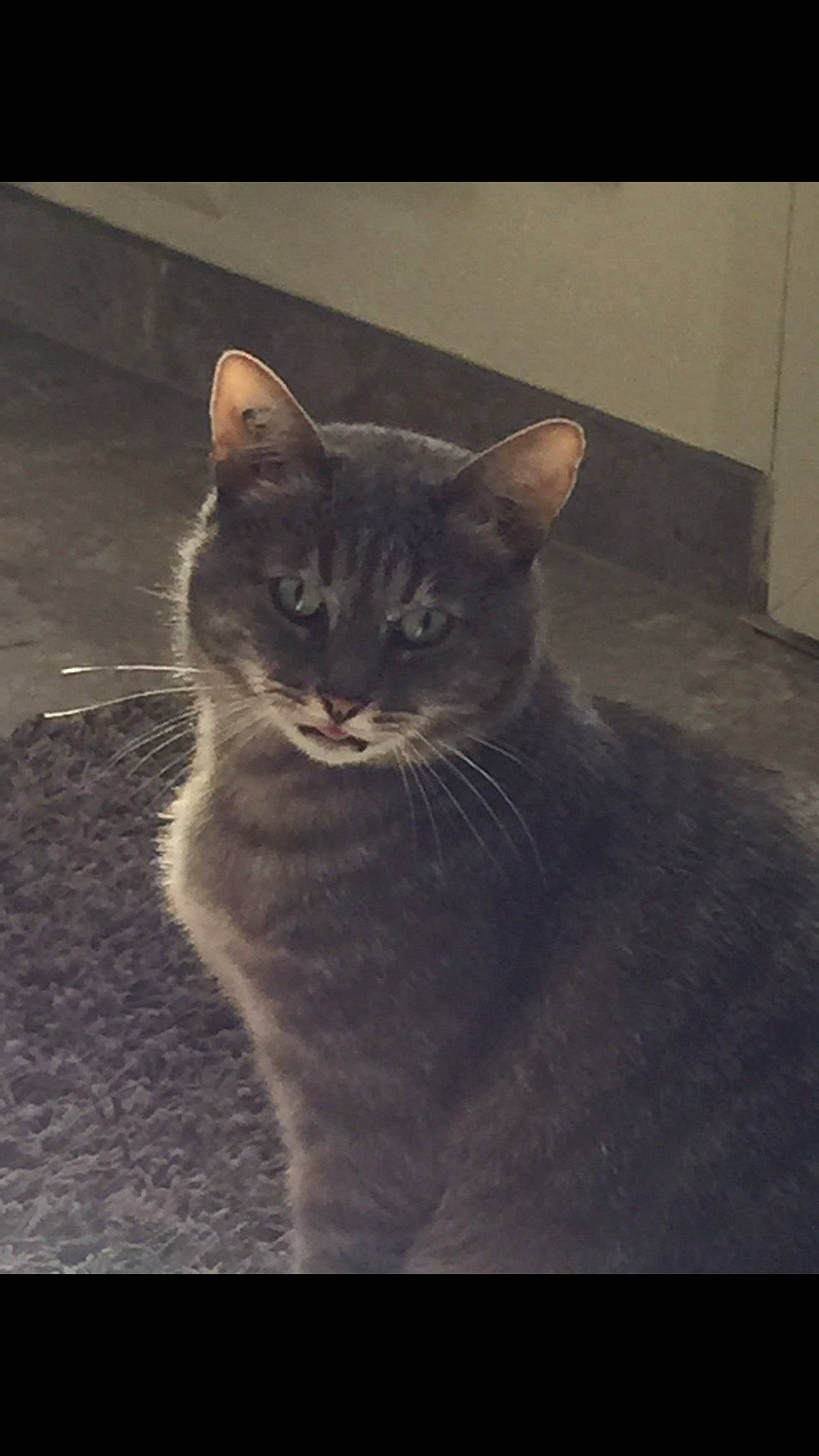 Arrow a rejoint le concours — aidez-le/la à gagner de superbes lots ! asian, burmese, carnivore, cat, chartreux, domestic_short_haired_cat, european_shorthair, felidae, korat, mammal, small_to_medium_sized_cats, snout, tabby_cat, whiskers