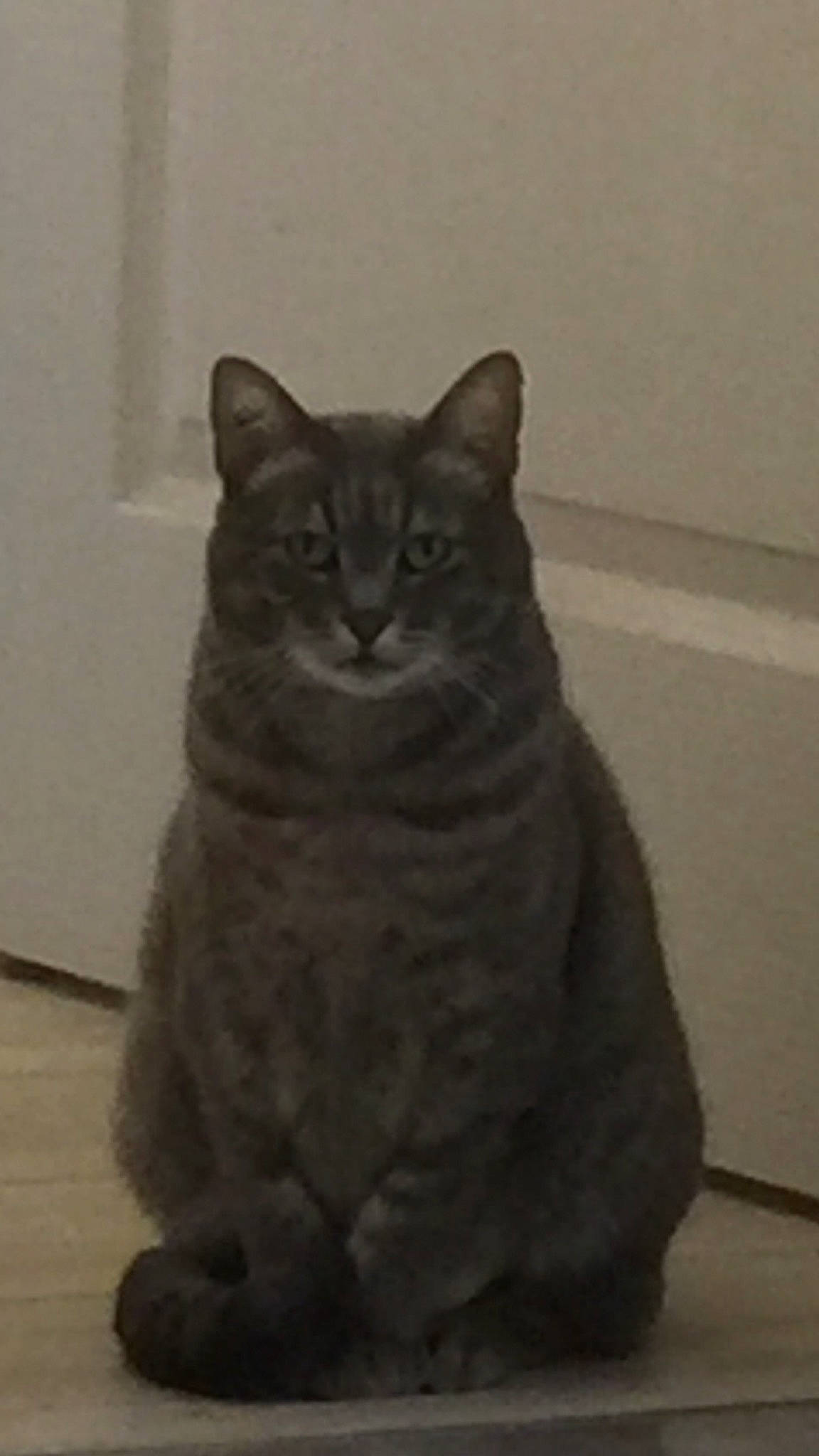 Arrow a rejoint le concours — aidez-le/la à gagner de superbes lots ! asian, british_semi_longhair, british_shorthair, california_spangled, carnivore, cat, chartreux, domestic_short_haired_cat, european_shorthair, felidae, german_rex, korat, mammal, nebelung, polydactyl_cat, russian_blue, small_to_medium_sized_cats, snout, vertebrate, whiskers