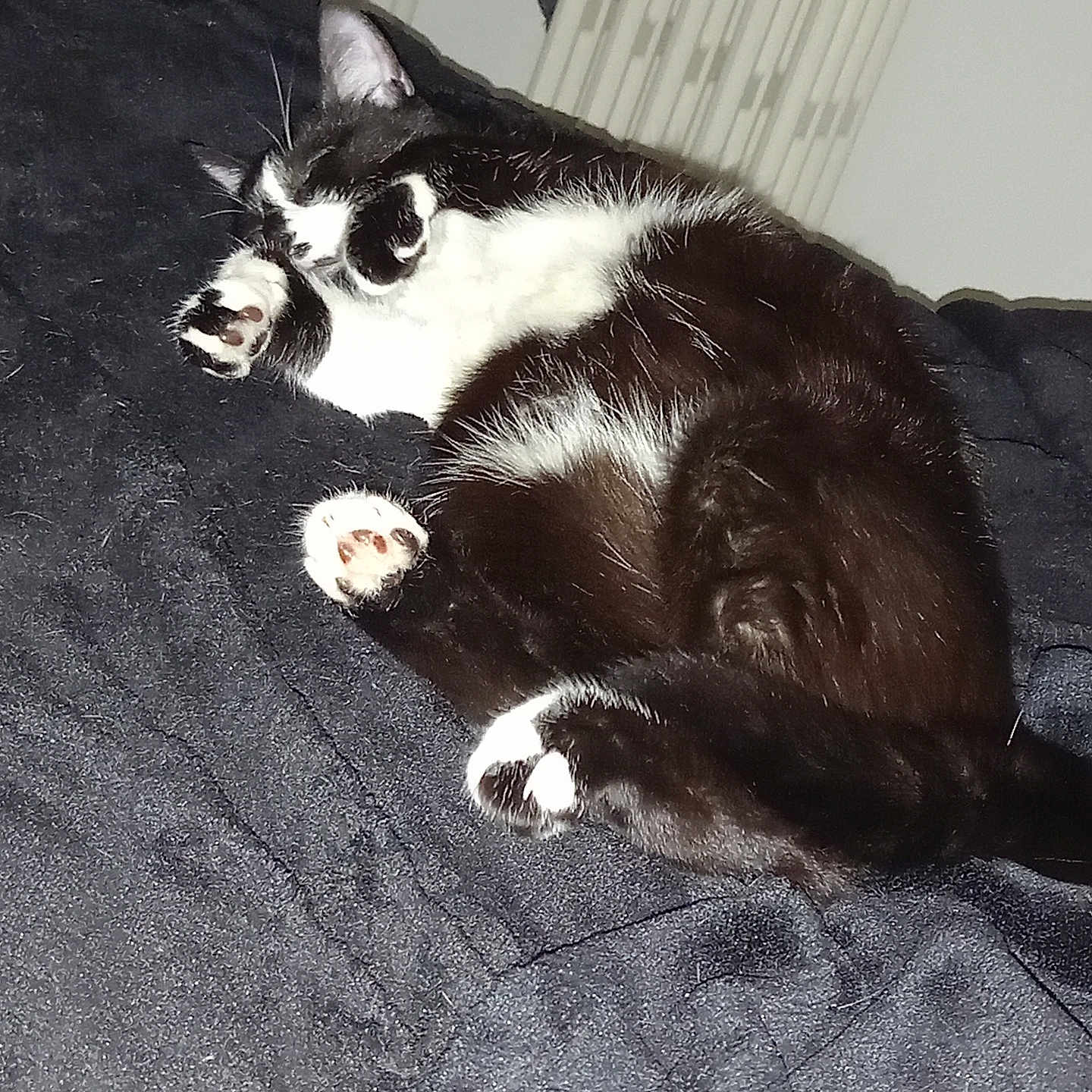 Leia