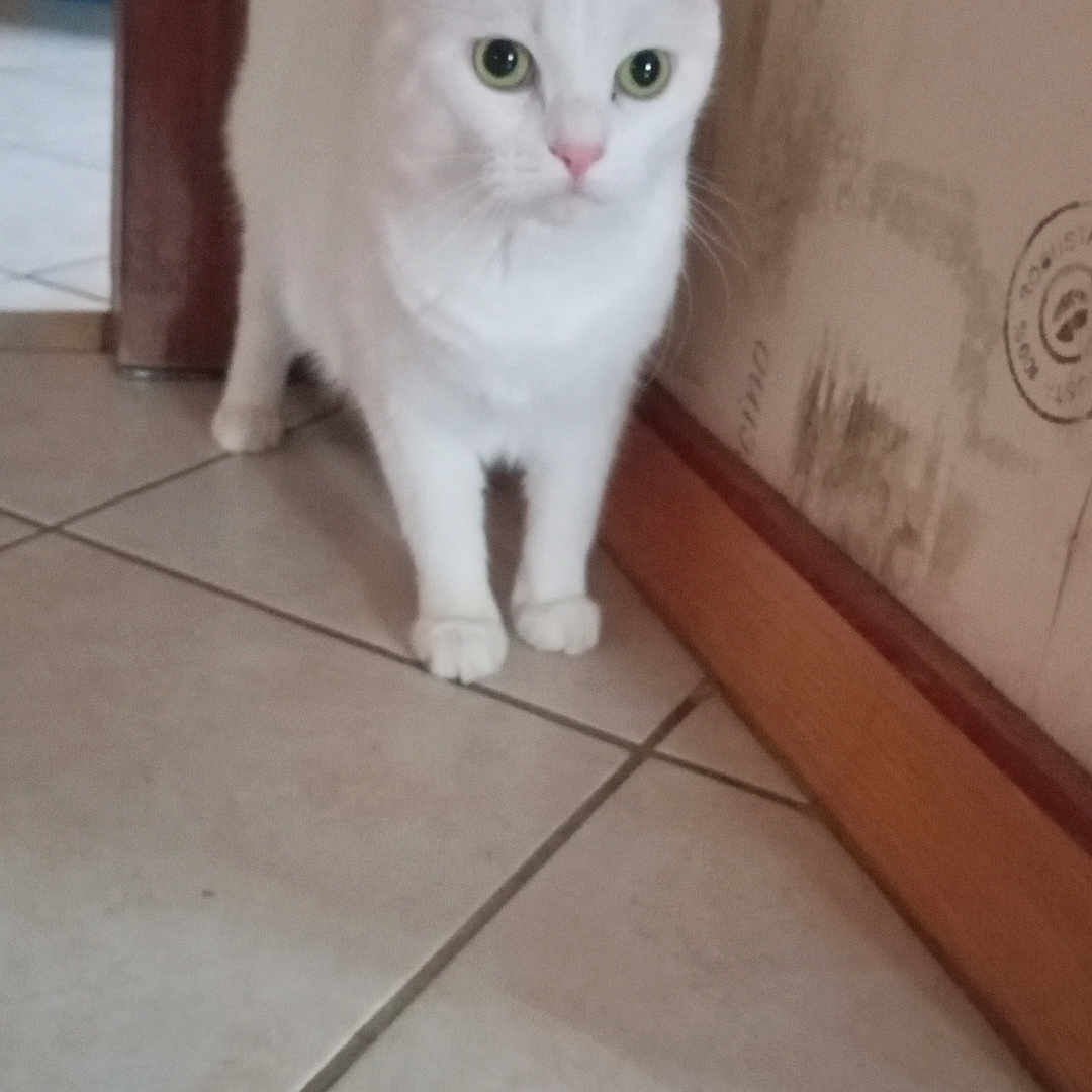 Nougat