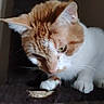Thor is registered to the contest to win money with this photo: animal, cat, closeup, cozy, curious, domestic_cat, ears, feline, focused, fur, indoor, looking_down, mammal, orange, paws, pet, portrait, soft_light, whiskers, white