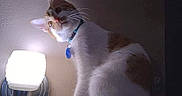 Thor joined the competition — help win amazing prizes! animal, cat, collar, cozy, curious, cute, domestic, feline, house, indoor, lamp, light, night, orange, perched, pet, shadow, sitting, wall, white