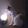 animal, cat, collar, cozy, curious, cute, domestic, feline, house, indoor, lamp, light, night, orange, perched, pet, shadow, sitting, wall, white