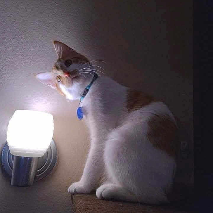 Thor joined the competition — help win amazing prizes! animal, cat, collar, cozy, curious, cute, domestic, feline, house, indoor, lamp, light, night, orange, perched, pet, shadow, sitting, wall, white