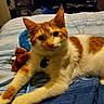 animal, bed, blanket, blue, brown, cat, collar, cute, domestic, feline, fur, household, indoor, looking, orange_cat, pet, relaxed, resting, toy, white_cat