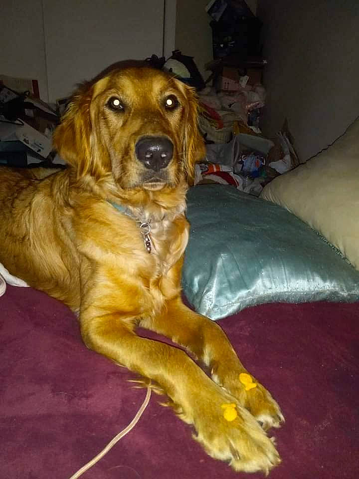 Zorya joined the competition — help win amazing prizes! carnivore, collar, comfort, companion_dog, couch, dog, dog_breed, dog_collar, fawn, fur, guard_dog, gun_dog, liver, puppy, retriever, sleeper_chair, sporting_group, whiskers, working_animal, working_dog