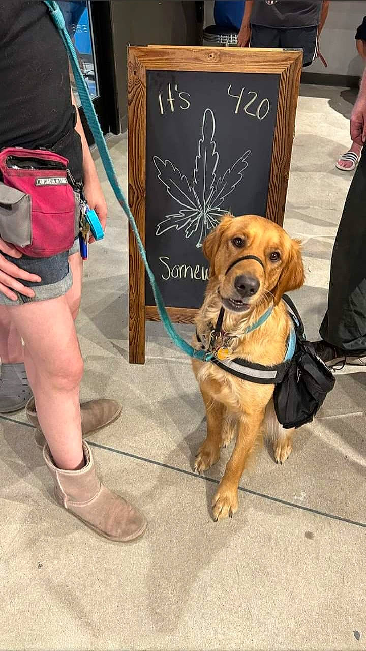 Zorya joined the competition — help win amazing prizes! bag, canidae, carnivore, chair, collar, companion_dog, dog, dog_breed, dog_collar, dog_supply, fashion_accessory, fawn, handwriting, hat, leash, pet_supply, shoe, shorts, sporting_group, thigh
