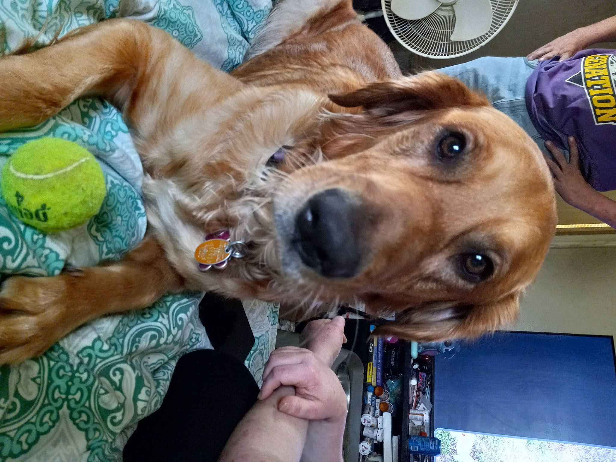 Zorya is registered to the contest to win money with this photo: canidae, carnivore, collar, companion_dog, dog, dog_breed, dog_collar, fawn, fur, golden_retriever, liver, retriever, selfie, sporting_group, working_animal, wrinkle