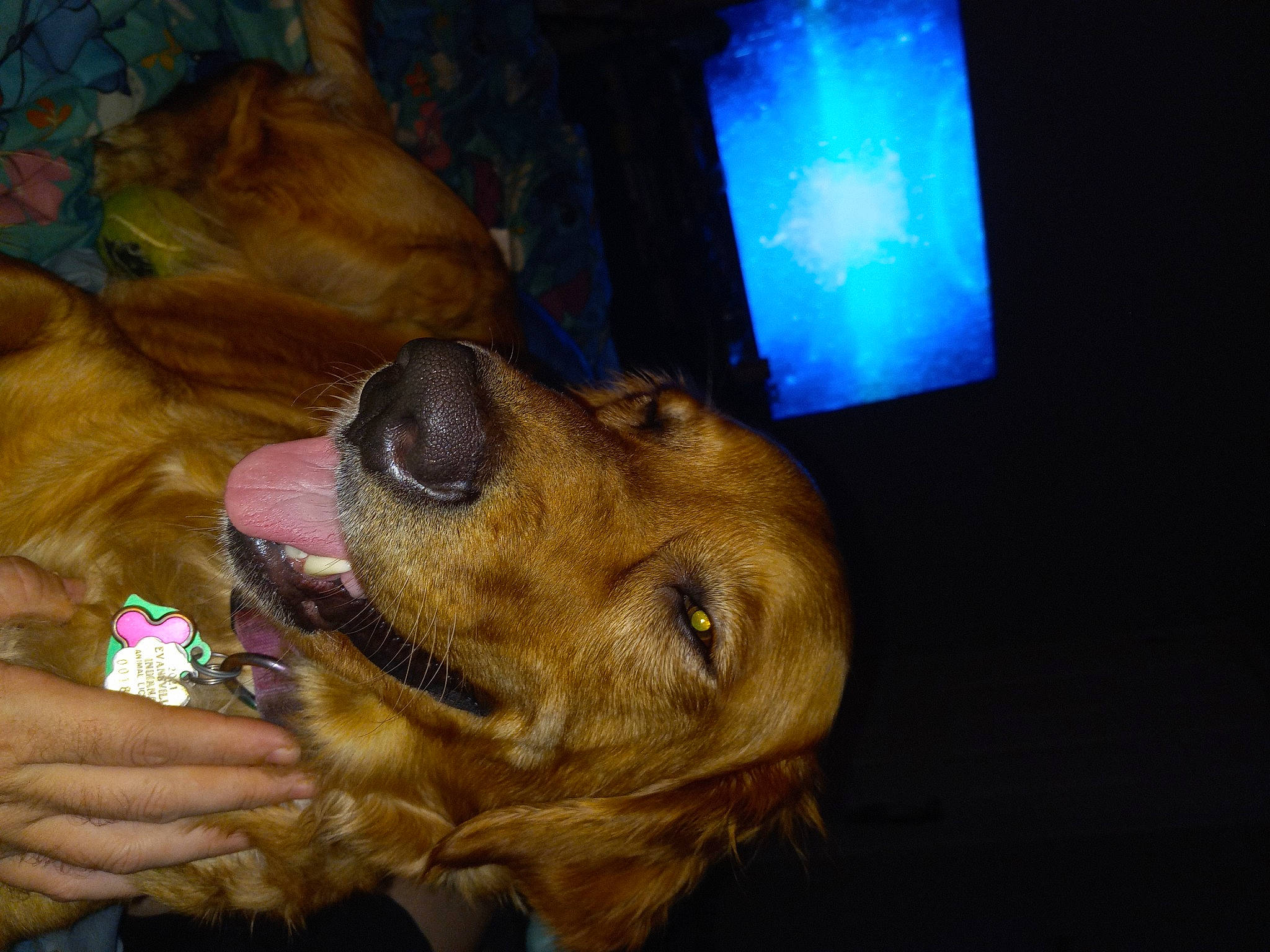 Zorya joined the competition — help win amazing prizes! canidae, carnivore, companion_dog, dog, dog_breed, ear, eye, fawn, fun, fur, jaw, liver, paw, snout, spaniel, sporting_group, whiskers, working_animal