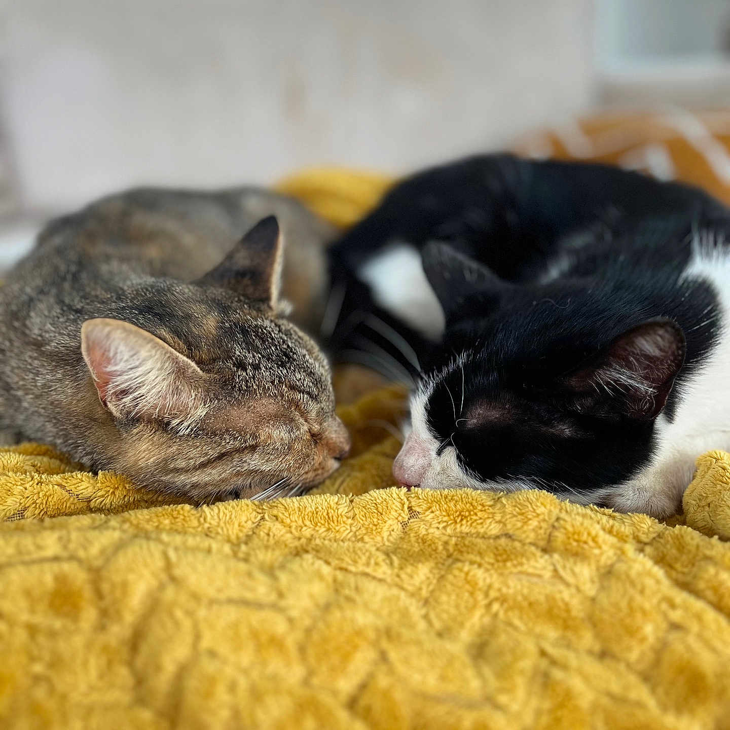 Félix Et Pops a rejoint le concours — aidez-le/la à gagner de superbes lots ! abyssinian, animal, architecture, bed, bedroom, blanket, cat, couch, cushion, furniture, homedecor, indoors, kitten, manx, person, pet, quilt, room, sleeping, towel