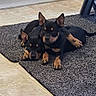 puppies, dogs, black_and_tan, lying_down, rug, indoor, kitchen, tile_floor, cabinet, pet_bowl, companionship, cute, playful, resting, animal, domestic, fur, ears, paws, tail