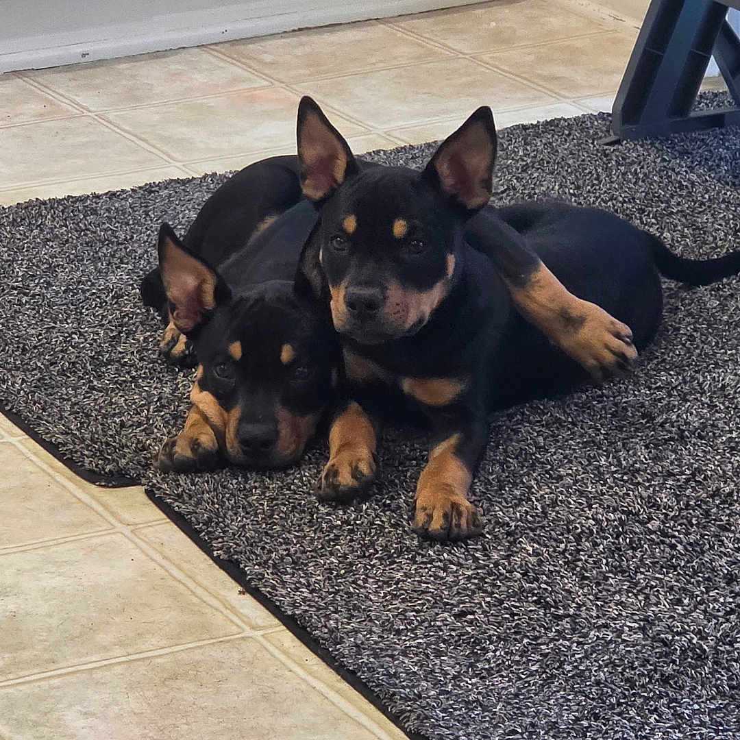 Roo And Ryder joined the competition — help win amazing prizes! puppies, dogs, black_and_tan, lying_down, rug, indoor, kitchen, tile_floor, cabinet, pet_bowl, companionship, cute, playful, resting, animal, domestic, fur, ears, paws, tail