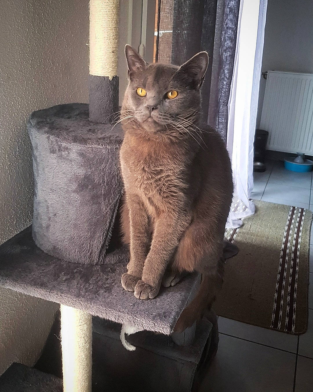 Ulysse a rejoint le concours — aidez-le/la à gagner de superbes lots ! black_cat, carnivore, cat, cat_furniture, cat_supply, comfort, domestic_short_haired_cat, felidae, fur, grey, paw, rectangle, sitting, small_to_medium_sized_cats, snout, stairs, table, tail, whiskers, window