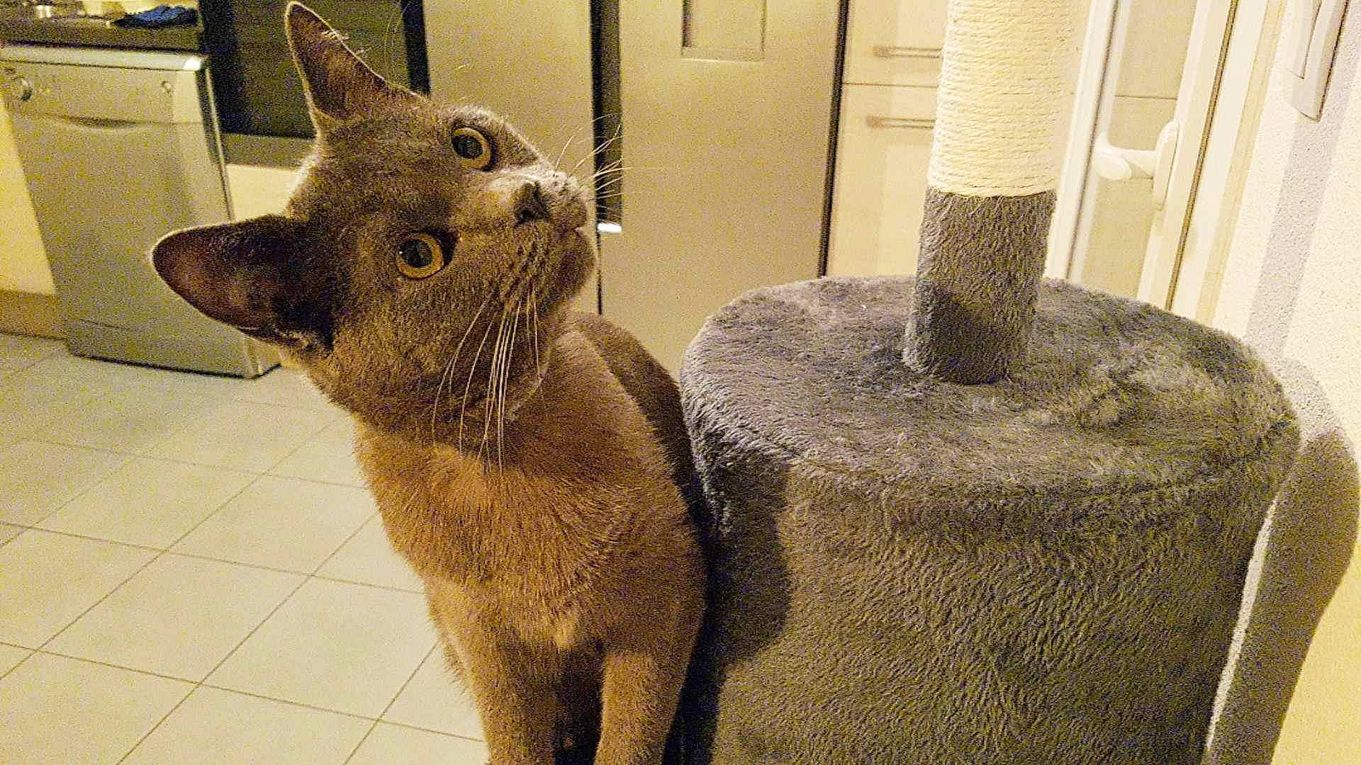 Ulysse participe au concours pour gagner de l'argent avec cette photo : art, carnivore, cat, cat_supply, claw, domestic_short_haired_cat, fawn, felidae, flooring, fur, grey, home_accessories, russian_blue, small_to_medium_sized_cats, snout, tail, terrestrial_animal, whiskers, window, wood