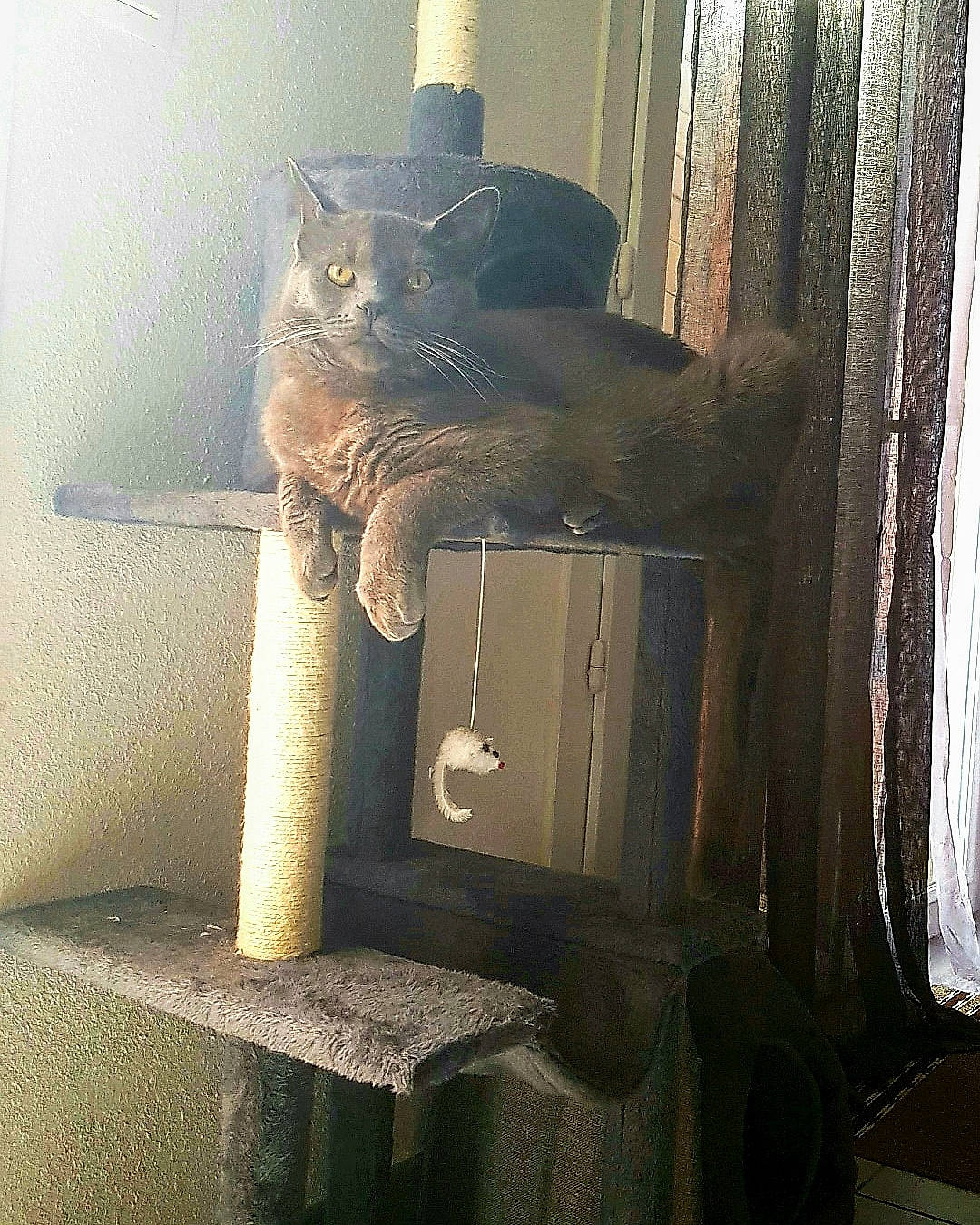 Ulysse a rejoint le concours — aidez-le/la à gagner de superbes lots ! carnivore, cat, cat_supply, domestic_short_haired_cat, door, felidae, fur, grey, home_door, house, metal, room, small_to_medium_sized_cats, still_life_photography, tail, textile, tints_and_shades, whiskers, window, wood