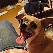 Joey is registered to the contest to win money with this photo: dog, small_dog, tongue_out, happy, pet, indoor, jeans, lap, furniture, shoes, floor, brown, black_nose, eyes, ears, mouth, tongue, person, casual, relaxed