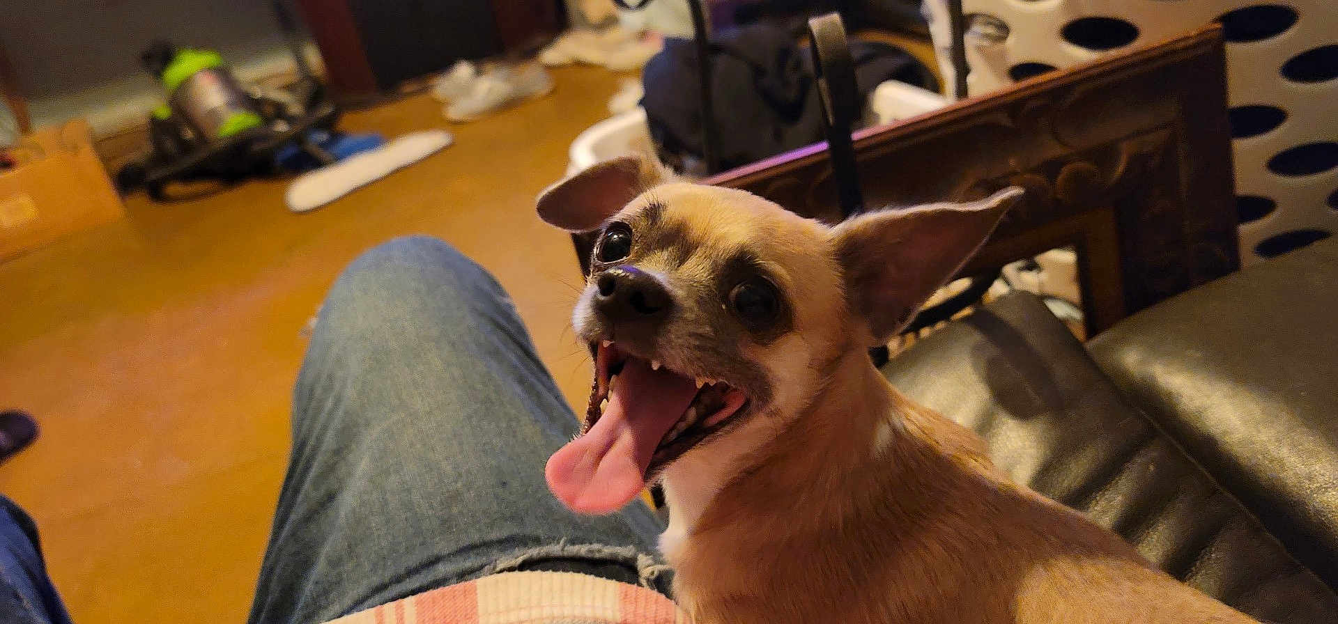 Joey is registered to the contest to win money with this photo: dog, small_dog, tongue_out, happy, pet, indoor, jeans, lap, furniture, shoes, floor, brown, black_nose, eyes, ears, mouth, tongue, person, casual, relaxed
