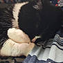Mew joined the competition — help win amazing prizes! cat, black_and_white, sleeping, paws, close_up, blanket, patterned_blanket, fur, cozy, resting, indoor, pet, cute, whiskers, animal, soft, nap, comfortable, feline, domestic_cat