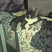 Mew joined the competition — help win amazing prizes! cat, black_and_white, blanket, floral_pattern, sunlight, shadow, reflection, window, indoor, relaxed, pet, animal, cozy, resting, fur, whiskers, paws, home, cushion, daylight