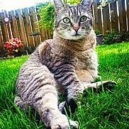 Smokey joined the competition — help win amazing prizes! cat, tabby_cat, grass, outdoor, fence, flower_pot, greenery, sunlight, pet, animal, whiskers, ears, sitting, nature, backyard, close_up, relaxed, fur, garden, daylight