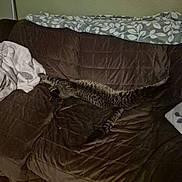 Rajah is registered to the contest to win money with this photo: cat, tabby_cat, couch, blanket, quilted_fabric, indoor, pet, resting, sleeping, striped, feline, cozy, brown, gray, living_room, household, relaxing, fur, domestic_animal, home