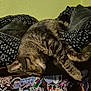 cat, tabby_cat, sleeping, bed, blanket, sticker, wall, poster, indoor, furniture, animal, pet, relaxing, cozy, pattern, colorful, decor, cute, resting, feline