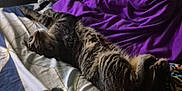 Rajah is registered to the contest to win money with this photo: cat, tabby, bed, pillow, purple, blanket, stretching, feline, indoor, resting, striped, sleepy, cozy, patterned, home, furniture, relaxed, animal, pet, comfort