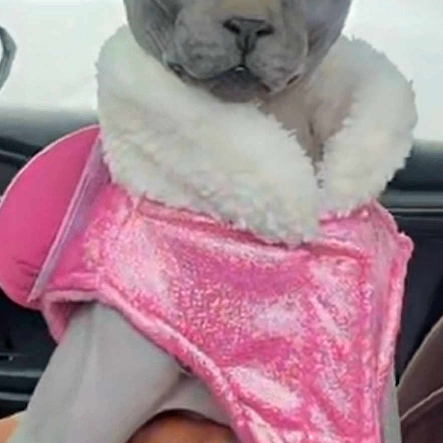 Nala joined the competition — help win amazing prizes! animal, car_interior, cat, close_up, cozy, cute, expression, feline, furless, hairless_cat, holding, human_hand, indoor, pet, pet_clothing, pink_jacket, seated, sphynx_cat, unimpressed, warm_clothing