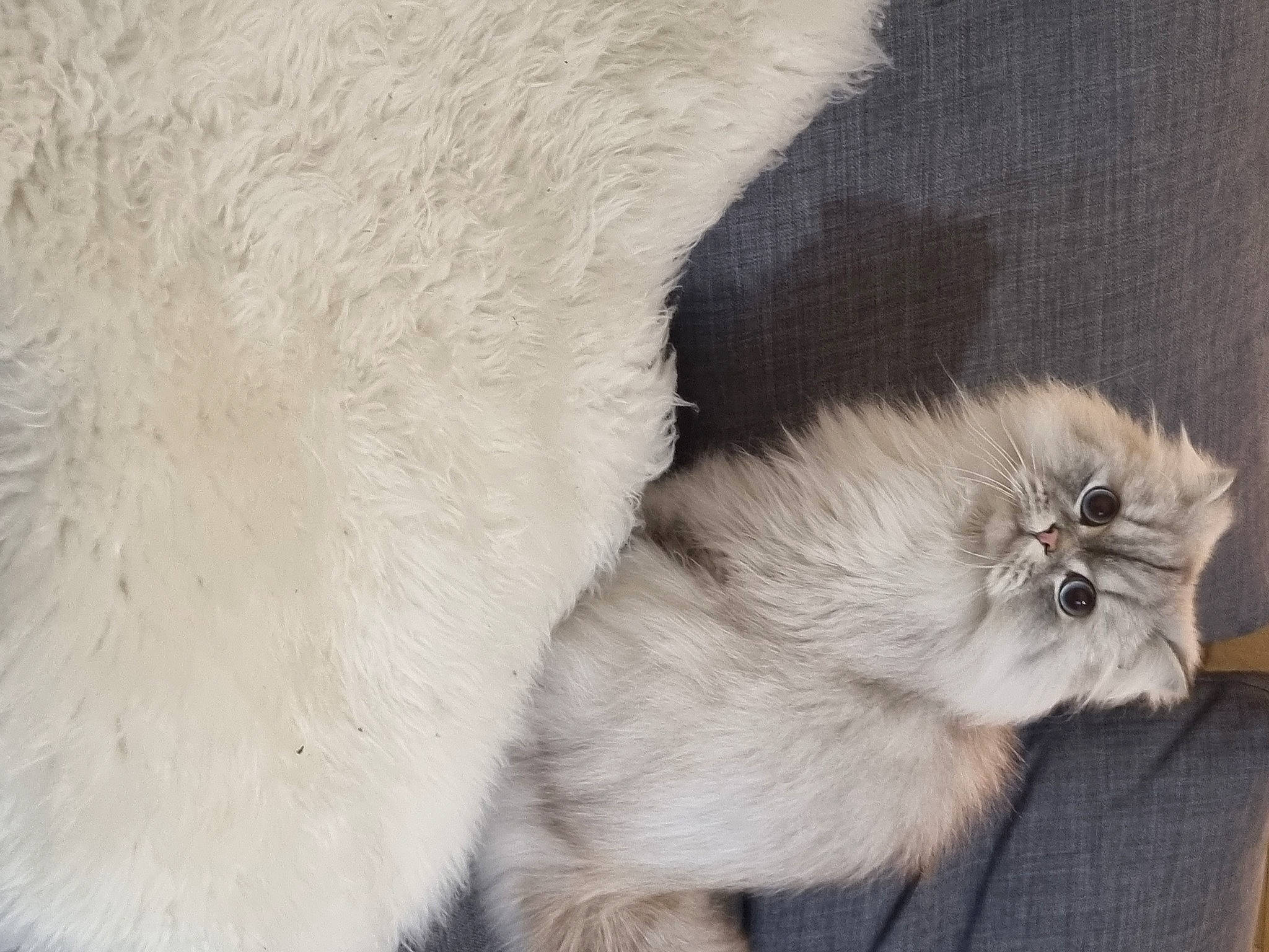 Pat participe au concours pour gagner de l'argent avec cette photo : balinese, birman, canidae, carnivore, cat, claw, comfort, companion_dog, dog_breed, fawn, felidae, fur, paw, ragdoll, siamese, small_to_medium_sized_cats, snout, tail, volpino_italiano, whiskers