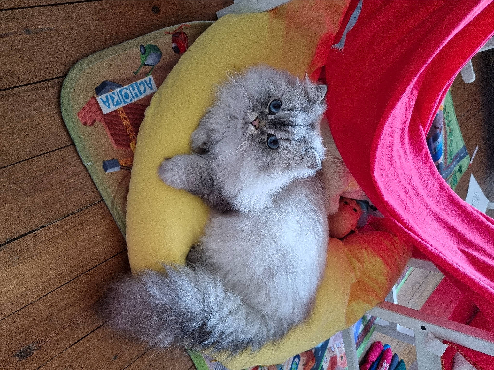 Pat participe au concours pour gagner de l'argent avec cette photo : canidae, carnivore, cat, cat_supply, claw, comfort, companion_dog, domestic_short_haired_cat, fawn, felidae, flooring, foot, fur, hardwood, paw, small_to_medium_sized_cats, snout, tail, whiskers, wood