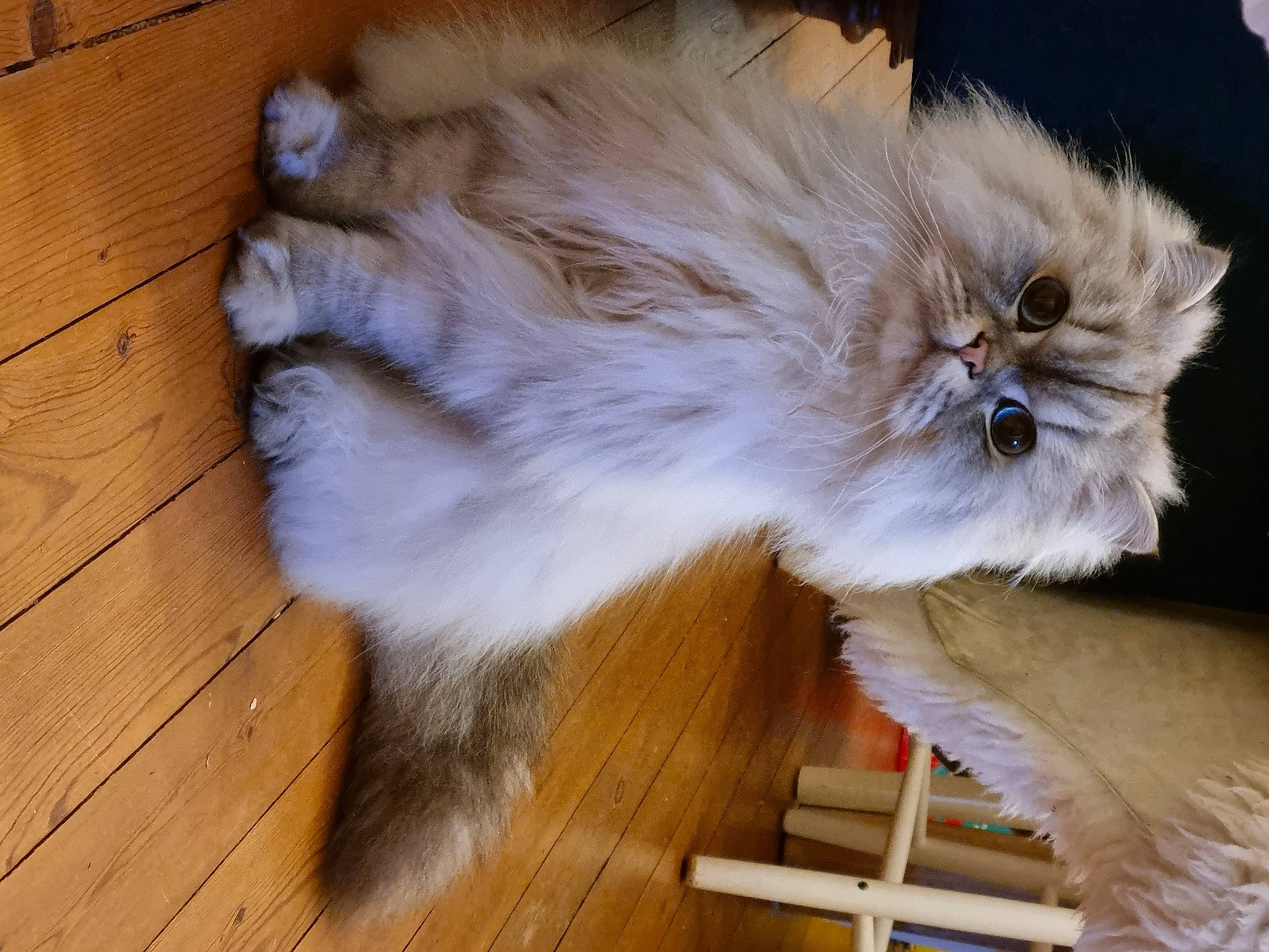 Pat a rejoint le concours — aidez-le/la à gagner de superbes lots ! canidae, carnivore, cat, companion_dog, dog_breed, fawn, felidae, flooring, fur, hardwood, iris, persian, plank, small_to_medium_sized_cats, snout, tail, varnish, whiskers, wood, wood_stain