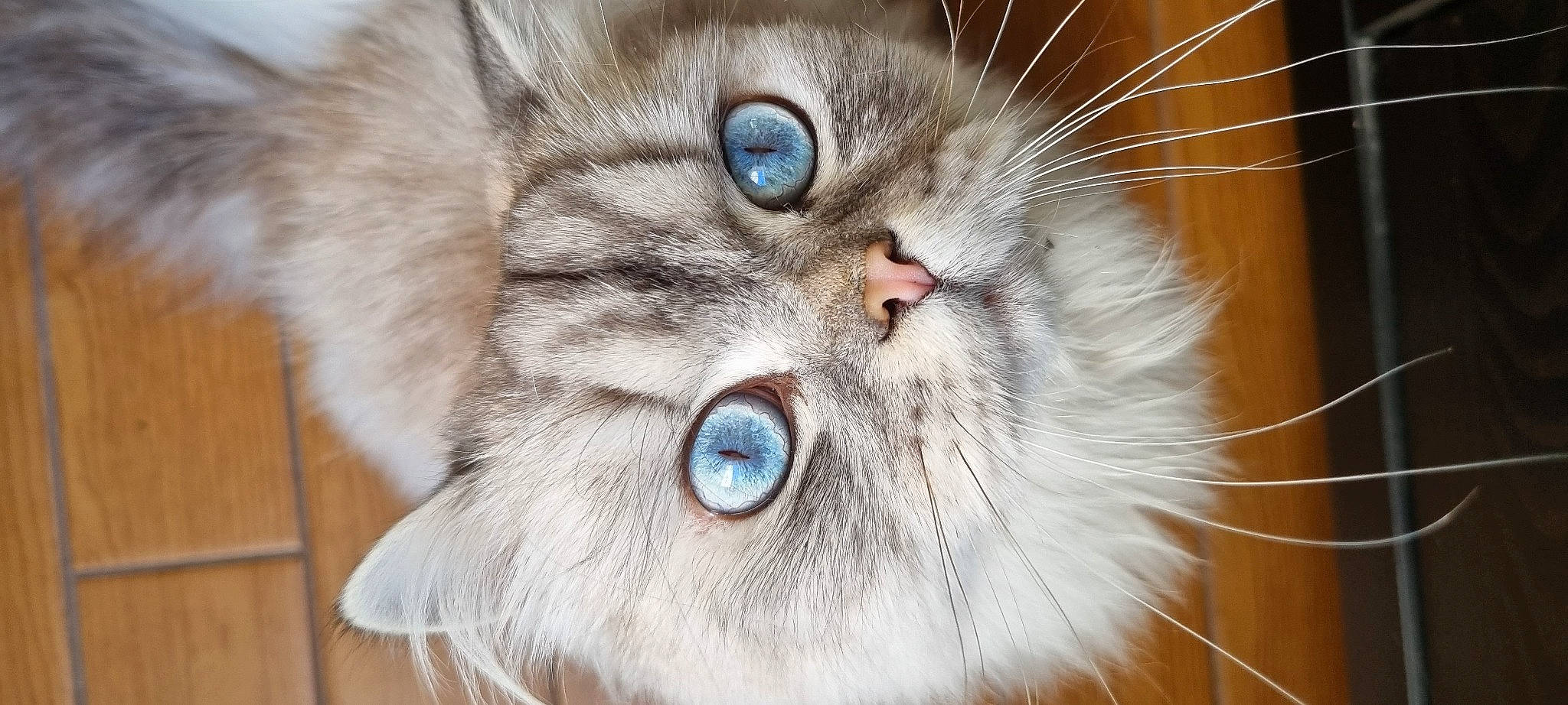 Pat participe au concours pour gagner de l'argent avec cette photo : carnivore, cat, close_up, domestic_short_haired_cat, eye, felidae, fur, paw, photo_caption, siberian, small_to_medium_sized_cats, snout, terrestrial_animal, whiskers, wildlife