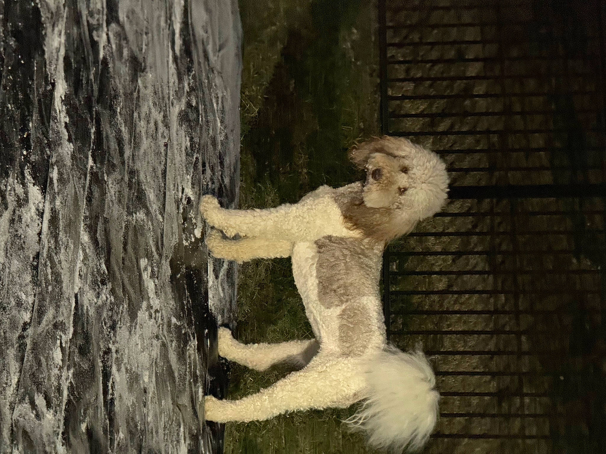 Rylee joined the competition — help win amazing prizes! art, dress, flash_photography, fur, illustration, monochrome, monochrome_photography, people_in_nature, plant, still_life_photography, tree, trunk, visual_arts, wood