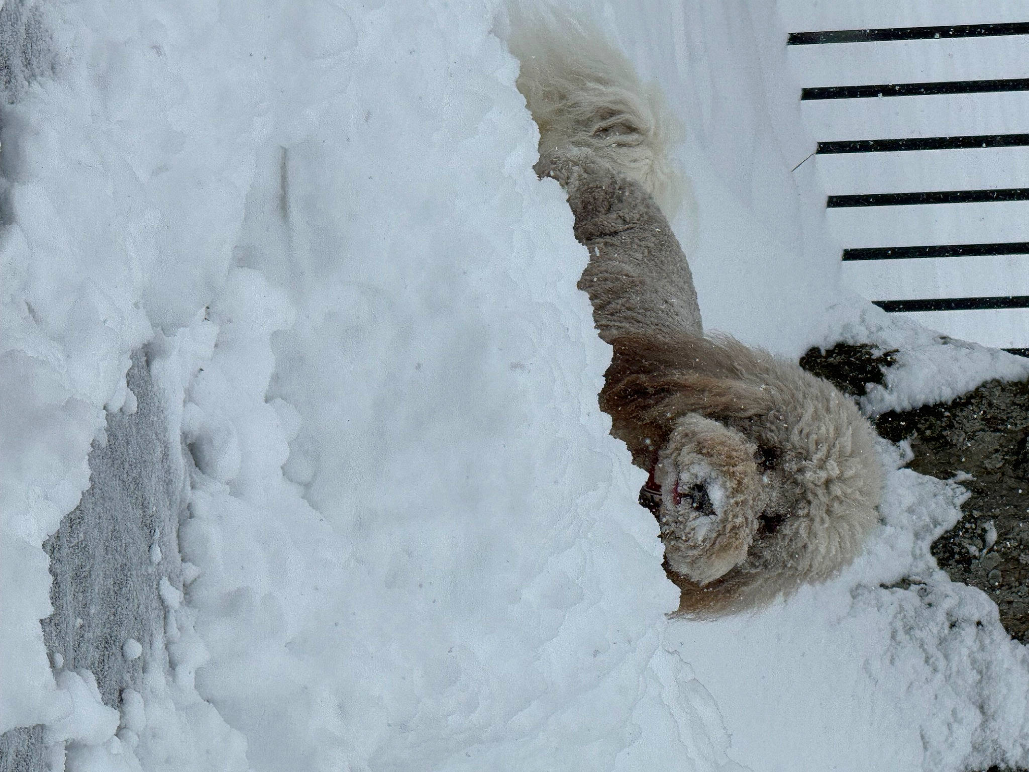 Rylee joined the competition — help win amazing prizes! beak, bird_of_prey, event, freezing, frost, fur, monochrome, owl, slope, snow, terrestrial_animal, twig, winter, wood