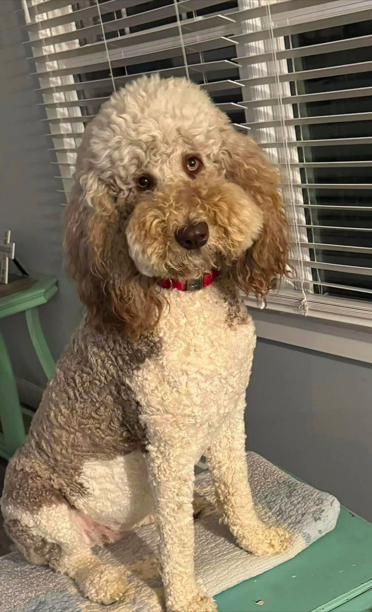 Rylee joined the competition — help win amazing prizes! canidae, carnivore, companion_dog, dog, dog_breed, dog_collar, fur, labradoodle, maltepoo, non_sporting_group, pet_supply, poodle, poodle_crossbreed, small_terrier, snout, sporting_group, terrier, toy_dog, water_dog, yorkipoo