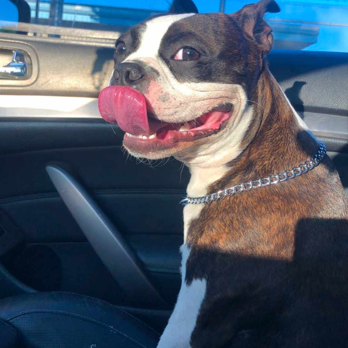 Koda is registered to the contest to win money with this photo: accessories, animal, belt, bodypart, bostonbull, boxer, bulldog, canine, dog, face, head, machine, mouth, person, pet, photography, portrait, spoke, transportation, vehicle