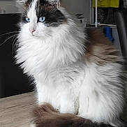 Minette participe au concours pour gagner de l'argent avec cette photo : blue_eyes, brown_fur, camera_watermark, cat, close_up, cozy, domestic_cat, fluffy, furniture, indoor, long_hair, paw, pet, portrait, sitting, smartphone_ui, table, tail, whiskers, white_fur