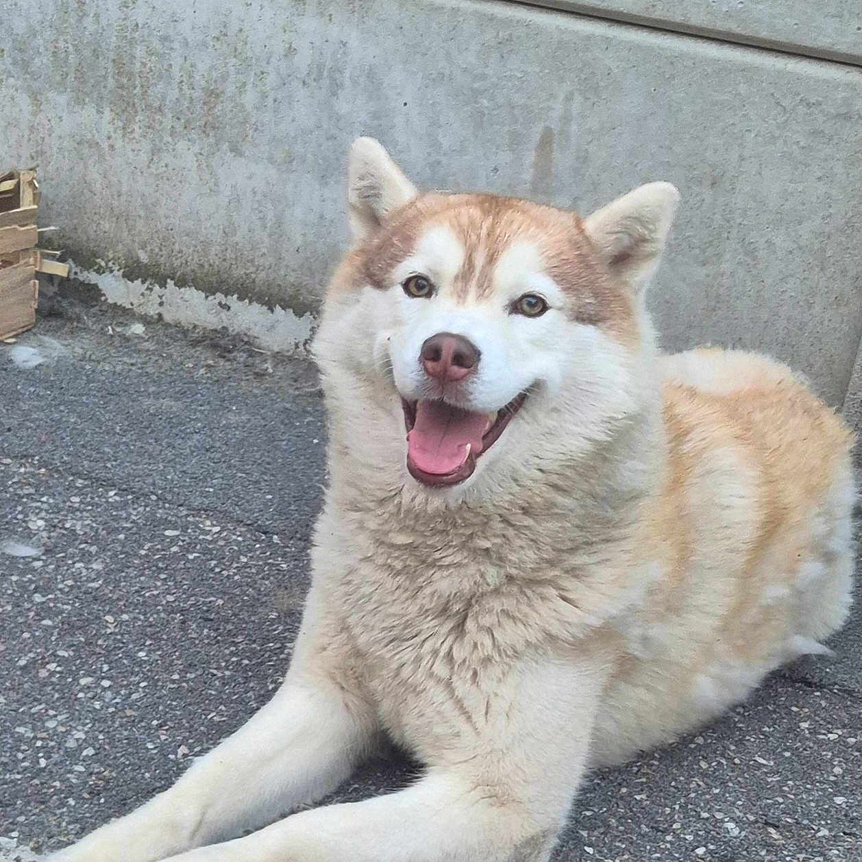 Tockyo a rejoint le concours — aidez-le/la à gagner de superbes lots ! dog, canine, happy, smiling, sitting, outdoor, asphalt, concrete_wall, fur, pet, mammal, friendly, animal, relaxed, cute, domestic_animal, tongue_out, ears, paw, laying_down